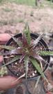 Planta Bromélia Dyckia pote 11