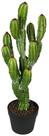 Planta Cacto Castelo de Fada 64cm Com Vaso e Pedras Planta Cacto Castelo de Fada 64cm Com Vaso e Pedras