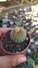 Planta CACTO FRAILEA BUENEKERI