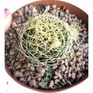 Planta Cacto Mammillaria Camptotricha