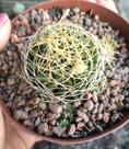 Planta Cacto Mammillaria Camptotricha