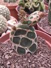Planta Cacto Raro Opuntia Zebrina Reticulata (cacto-cobra)