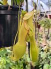 Planta Carnívora Nepenthes - Exótica e Cativante