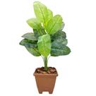 Planta Comigo Ninguém Pode Artificial Com Vaso Completo