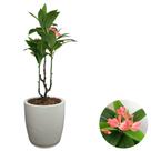 Planta Coroa de Cristo Artificial Premium Com Vaso Bojo Casa