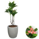 Planta Coroa de Cristo Artificial Premium Com Vaso Bojo Casa