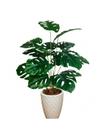 Planta Costela de Adão Arranjo Artificial + Vaso Grande Bege