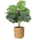 Planta Costela De Adão Artificial Com Vaso Palha Completo