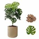 Planta Costela de Adão Artificial + Vaso Bojo Moderno Casa