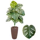 Planta Costela De Adão Artificial Vaso Cone Completo