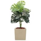Planta Costela De Adão Artificial Vaso Polietileno Completo