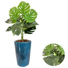 Planta Costela de Adão Com Vaso Cone Marmorizado Decoração