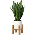 Planta de cobra artificial Briful Fake 40cm com vaso de cerâmica branca