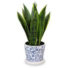 Planta de cobra artificial Briful Fake Plants com vaso azul branco