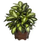Planta de seda quase natural, dourada, Dieffenbachia, 60 cm, verde