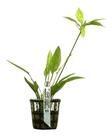 Planta Echinodorus Cordifolius Marblequeen Chácara Takeyoshi