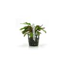 Planta Echinodorus Ozelot Chácara Takeyoshi