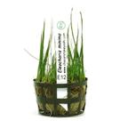 Planta Eleocharis Minima Chácara Takeyoshi