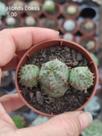 Planta Euphorbia Hybrid Obesa X Globosa Planta Euphorbia Hybrid Obesa X Globosa