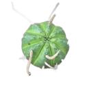 Planta Euphorbia Meloformis (Obesa) pote 11 Planta Euphorbia Meloformis (Obesa) pote 11