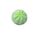Planta Euphorbia Obesa pote 9 Planta Euphorbia Obesa pote 9