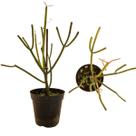 Planta Euphorbia Tirucalli Avelós, Lápis leite Planta Lápis
