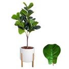 Planta Fícus Artificial Arranjo Completo Vaso Casca Luxo -