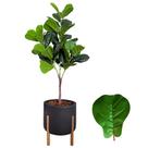 Planta Fícus Artificial Arranjo Completo Vaso Casca Luxo - Planta Fícus Artificial Arranjo Completo Vaso Casca Luxo -