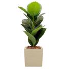 Planta Ficus Artificial Com Vaso Quadrado Completo Casca Planta Ficus Artificial Com Vaso Quadrado Completo Casca