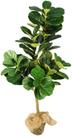 Planta Ficus Lyrata 142cm Realista Verde