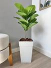 Planta Ficus Lyrata Artificial Arranjo Com Vaso Completo - Planta Ficus Lyrata Artificial Arranjo Com Vaso Completo -