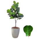Planta Fícus Lyrata Artificial Arranjo Completo Com Vaso