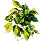 Planta Filodendro Brasil Ou Philodendron Brasil Arranjo Decoração Natural
