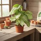 Planta Flecha - Syngonium Podophyllum - Planta Tropical de Fácil Cultivo