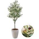 Planta Folhagem Oliveira Artificial Com Vaso Completo Grande