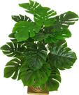 Planta Folhagem Verde Costela de Adão Arvore 80cm Para Sala