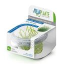 Planta Fontinalis Antipyretica Willow Moss In Vitro - Aquaplante