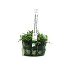 Planta Glossostigma Elatinoides Chácara Takeyoshi