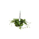 Planta Hydrocotyle Tripartita Chácara Takeysohi