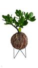 Planta Jade prosperidade