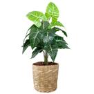 Planta Jibóia Artificial Arranjo Completo Vaso Cesto Palha