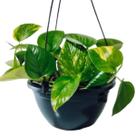 Planta Jiboia Natural 02 Unidades + Vaso Cuia 21 Com Suporte Para Pendurar