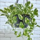 Planta Jibóia Njoy (Epipremnum Aureum Njoy) - Verdadeira Inspira Flora