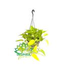 Planta Jiboia Verde Neon Pendente Pendurar Decoração Presente Dia Das Mães