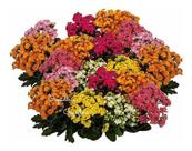 Planta Kalanchoe Calandiva Flor-da-fortuna Cor Surpresa