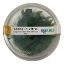 Planta Lagenandra Meeboldii Red - Aquaplante