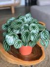 Planta Melância - Peperomia argyreia - Planta Suculenta Decorativa