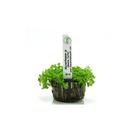 Planta Micranthemum Sp Monte Carlo Chácara Takeyoshi