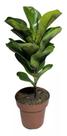 Planta Muda De Ficus Lyrata Pote 15 Bambino Ideal Ambientes Internos