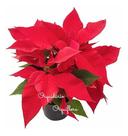 Planta Natural Flor Do Natal Bico-de-Papagaio Poinsétia Envasada Alta Qualidade Jardinagem